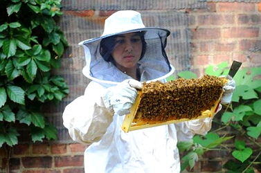 Лечение пчелиным ядом артроза thumbnail