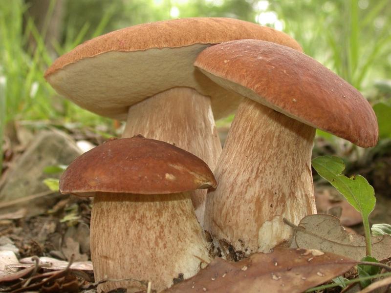Можно ли лесные грибы при подагре thumbnail