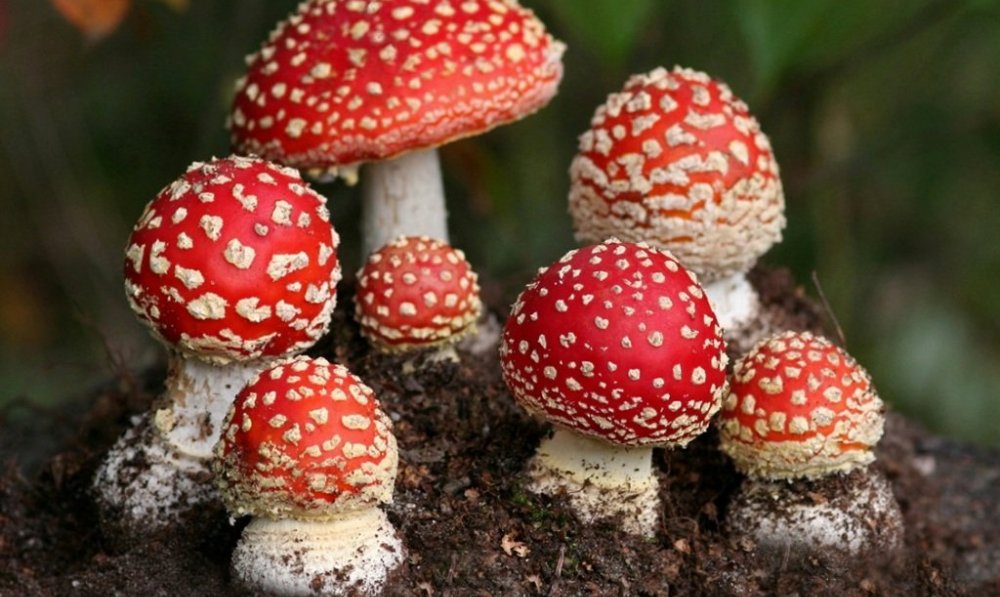 Какие грибы нельзя при подагре thumbnail