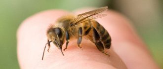 Пчёлы при остеохондрозе